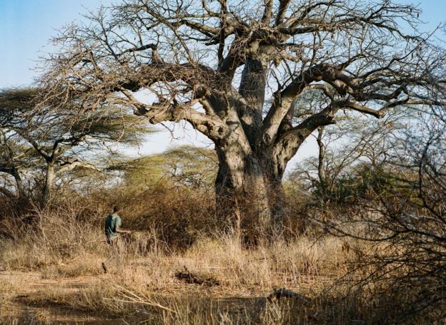 A baobab tree on Hadza land