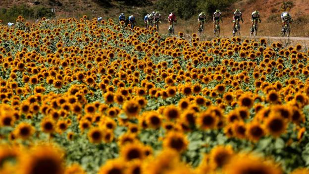  Riders passing through a field of sunflowers during the 76th Tour of Spain in Molina de Aragon