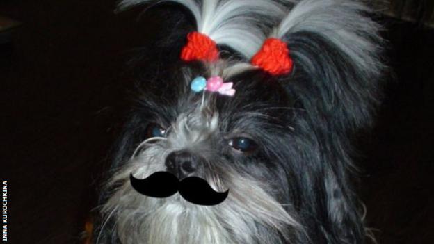 Russian dog with moustache