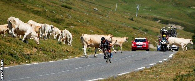 Cows crossing the road at the Tour de France