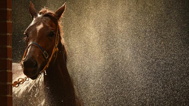 Linguist from Ellerton and Zahra stable enjoys a wash after Race 6 during Melbourne racing at Moonee Valley Racecourse on June 27, 2018 in Melbourne, Australia. (Photo by Vince Caligiuri/Getty Images)