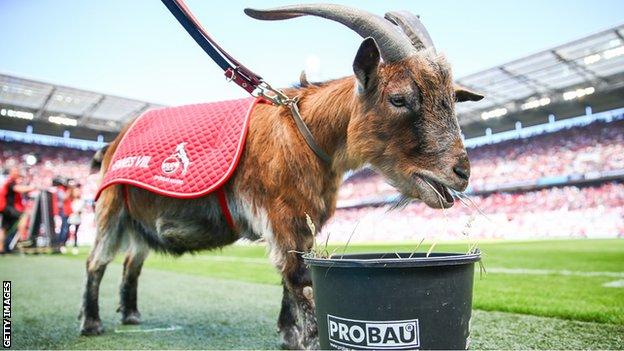 Cologne mascot, Hennes VIII - a goat.
