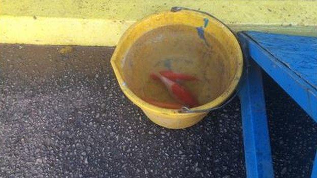Staff were allowed into Brunton Park on Tuesday - and found the fish as the water receded on Thursday
