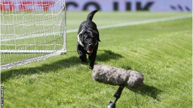 A police sniffer dog at Old Trafford