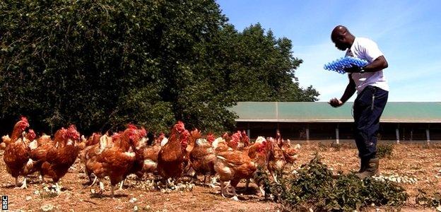 Francis Ampofo feeds chickens