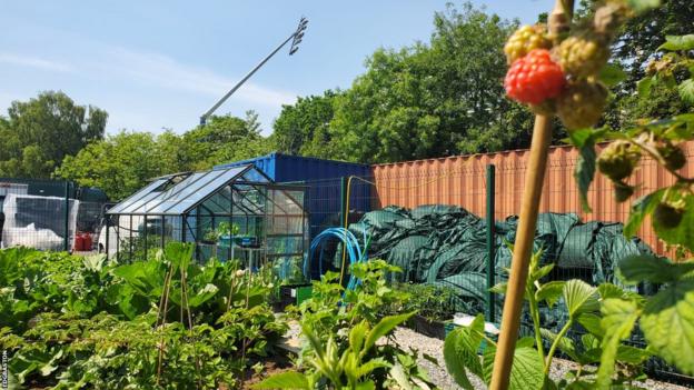 Allotment at Edgbaston