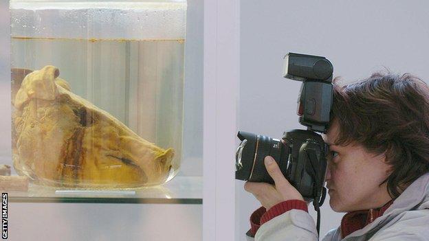 A pig's head stored in formaldehyde