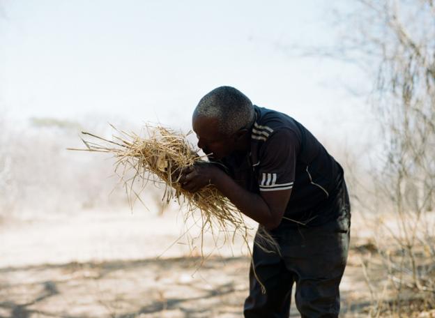 A Hadza man starting a fire blows into embers among dried grass