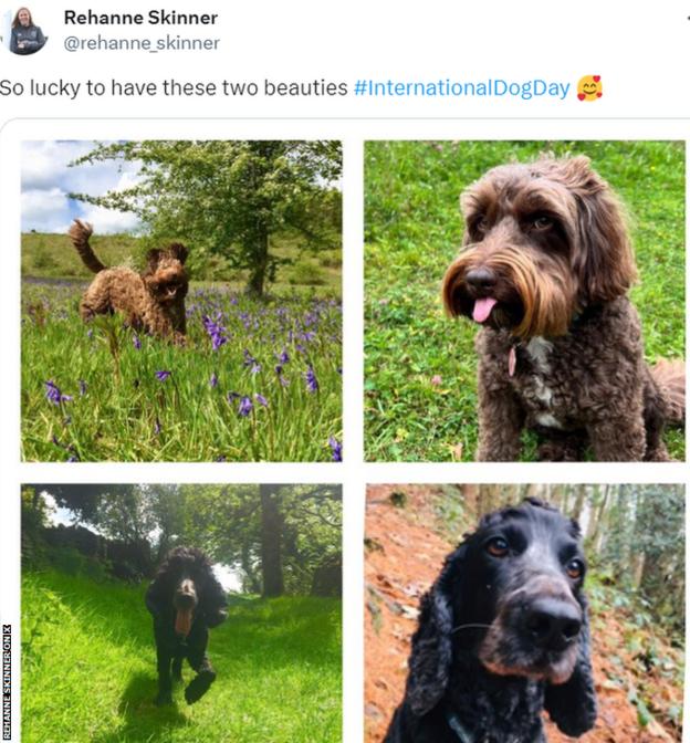 Rehanne Skinner's dogs in a social media post