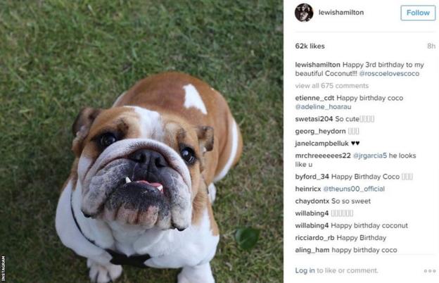 Lewis Hamilton's dog's birthday