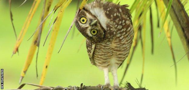 Brazilian burrowing owl