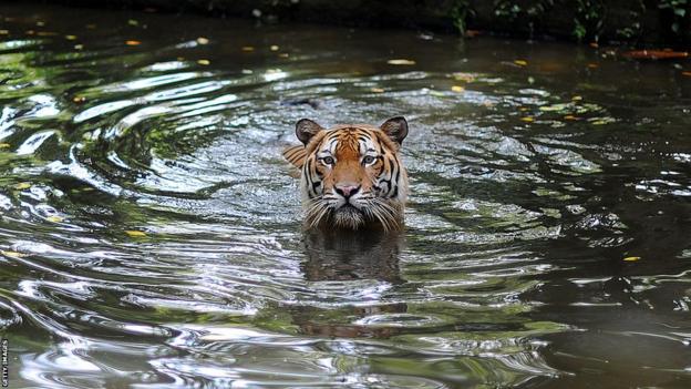 Malayan Tiger