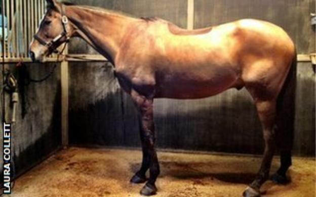 Rider Laura Collett posted this picture of Kauto Star on her Twitter account last week