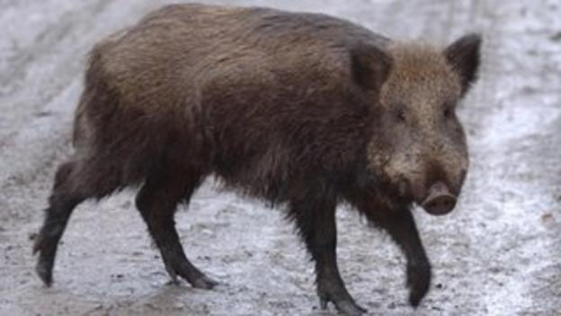 Forest of Dean wild boar