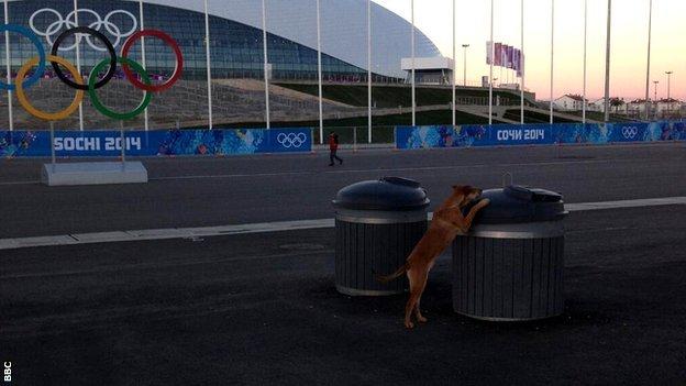Dogs in the Olympic Park