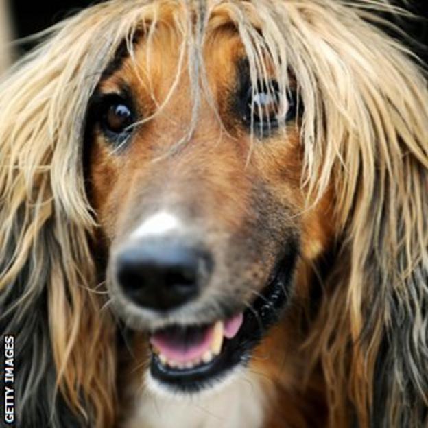 An Afghan Hound