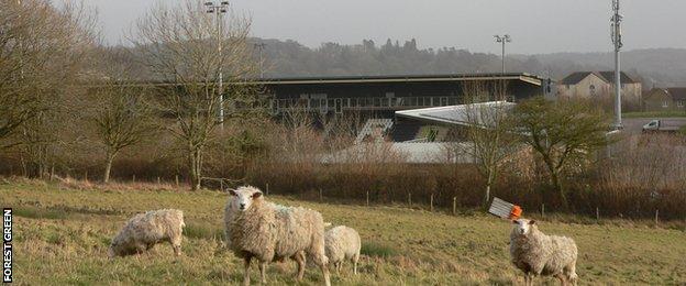 Sheep at Forest Green Rovers