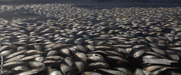 Thousands of dead fish were discovered on Tuesday in the Guanabara Bay, which is due to host the sailing events