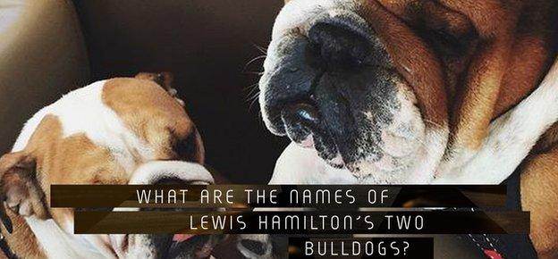 What are the names of Lewis Hamilton's two bulldogs?