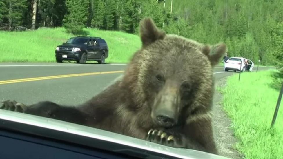 Family come face to face with grizzly bear - CBBC Newsround