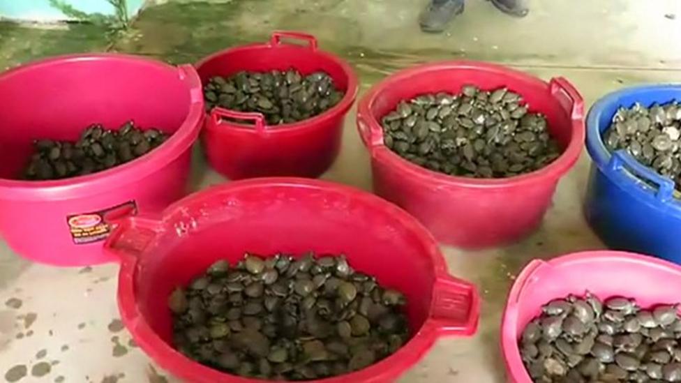 Thousands of turtles released into wild