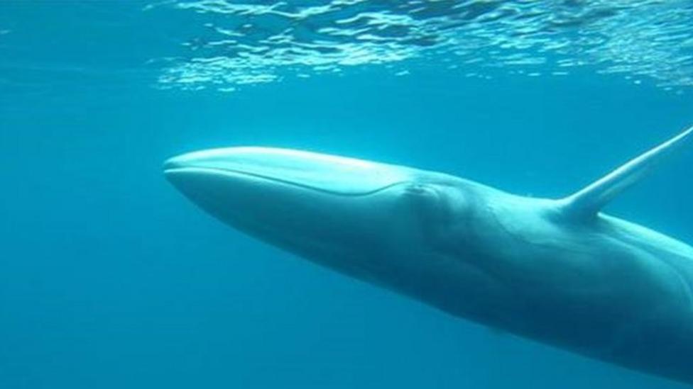 First moving images released of Omura's whales