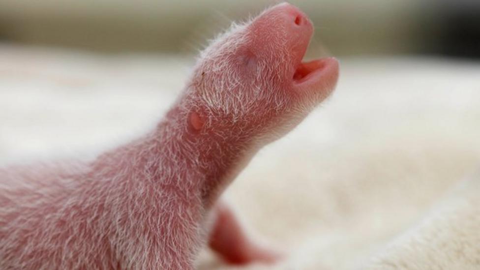 Newborn Panda Arrives In China Cbbc Newsround