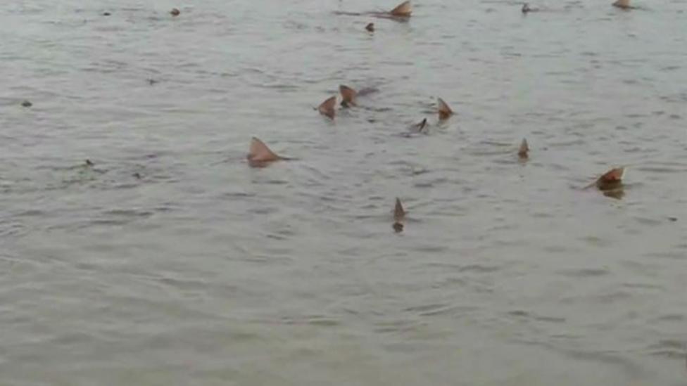 Fifty sharks spotted swimming in Sussex