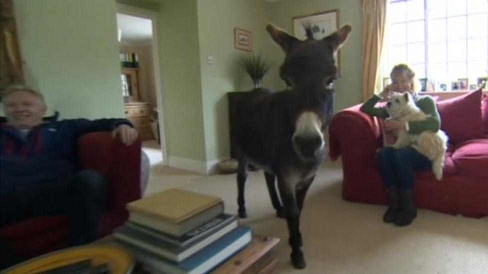 The donkey who thinks he's a dog and loves watching sport CBBC Newsround