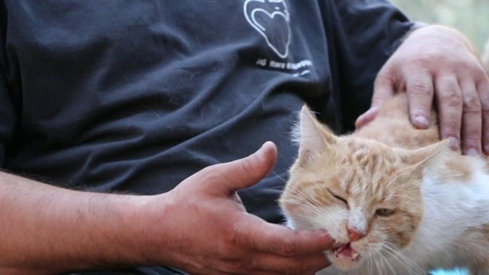 Meet the cat man of Syria