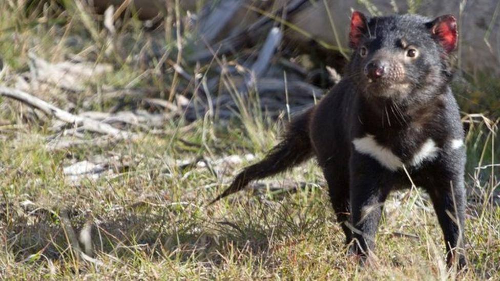 real tasmanian devil spinning