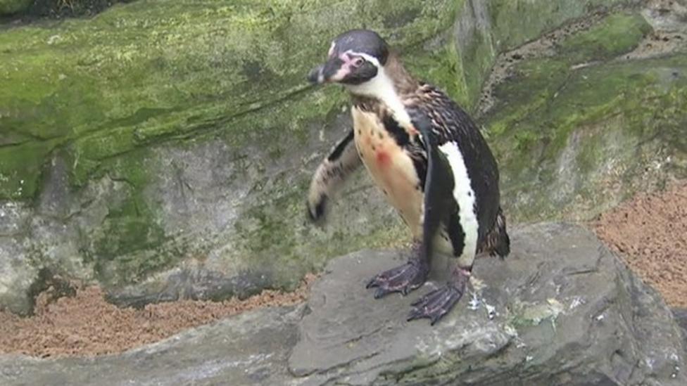 Meet Dippy, the pensioner penguin