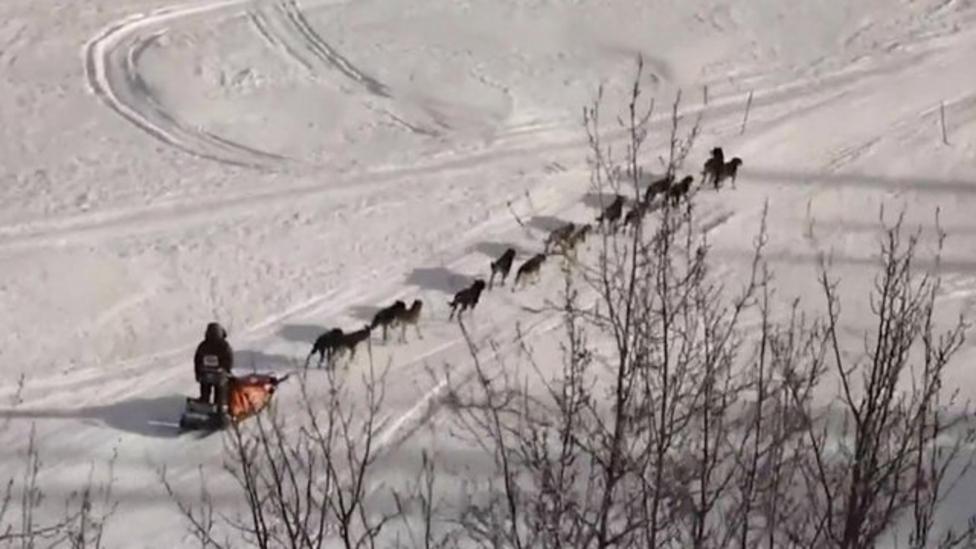 Sled dog race reaches half way stage