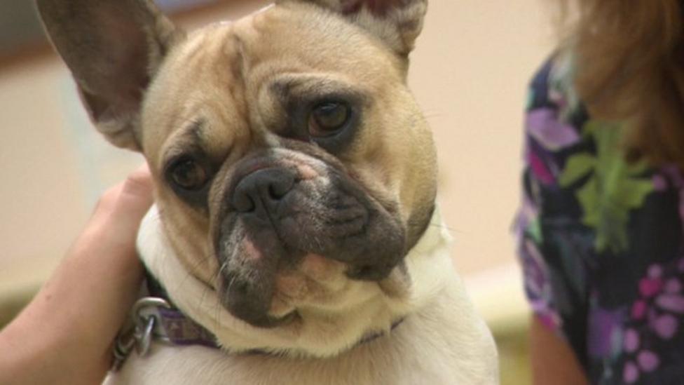 Why illegal dogs are a problem in the UK CBBC Newsround