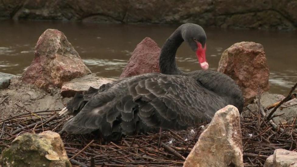 Excitement as black swans lay eggs