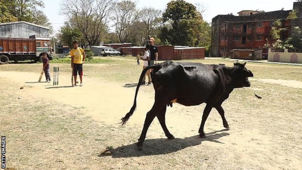 From cow corner to Mankads your cricket questions answered BBC Sport