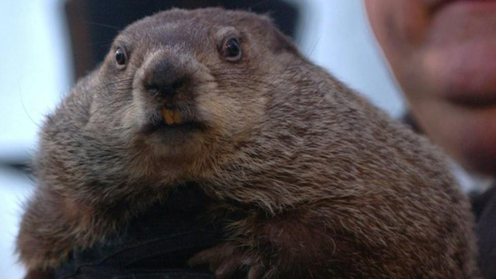 Groundhog with head stuck in a can is freed by police - CBBC Newsround