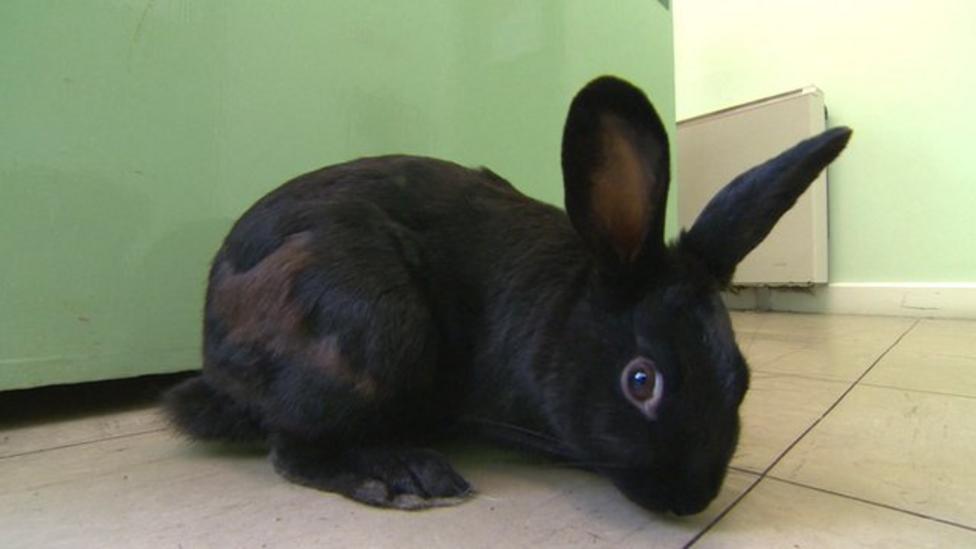 How to protect pet rabbits from new disease CBBC Newsround