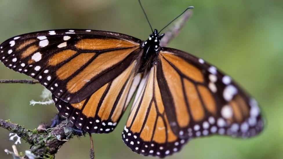 monarch-butterflies-fly-south-for-winter-cbbc-newsround