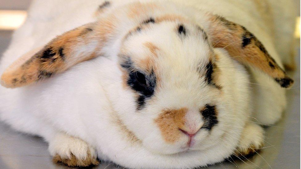 Fat pets go to Fit Club to slim down CBBC Newsround