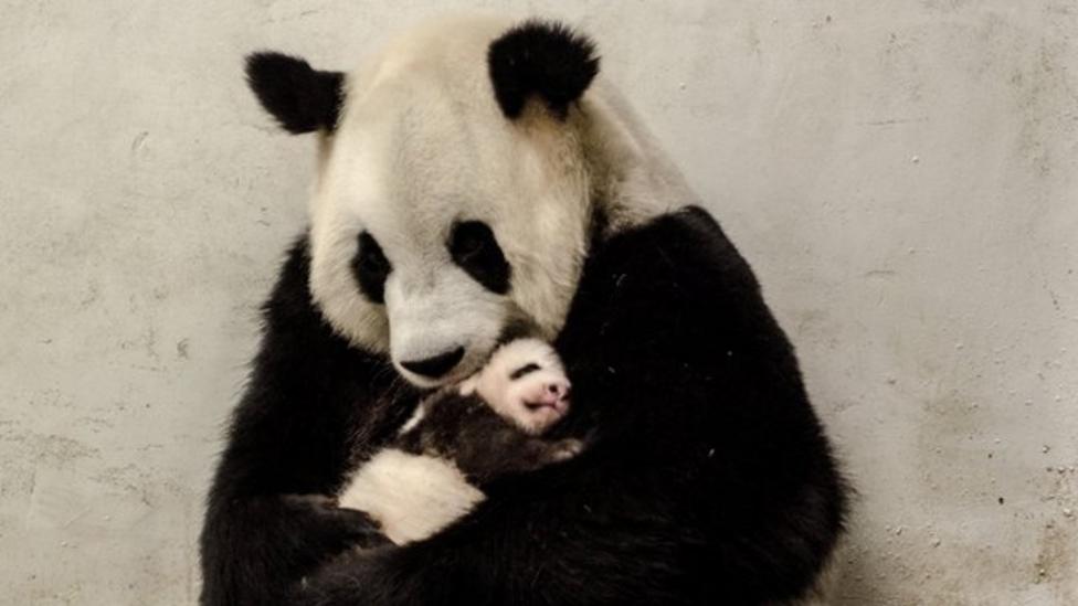 Newborn Panda Cuddles Mum Cbbc Newsround