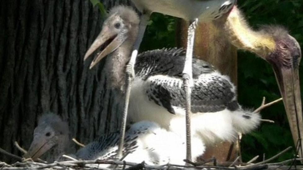 Stork chick adopted by new family