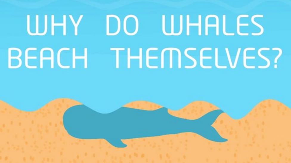 What is a beached whale and why do whales beach themselves? CBBC