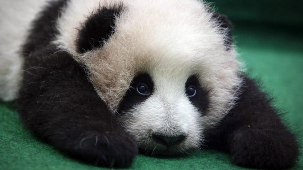 Sleepy panda cub meets public