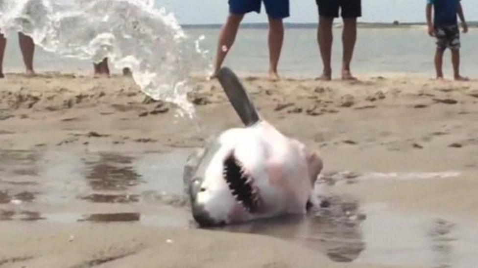 Great White Shark Rescued From Beach - Cbbc Newsround