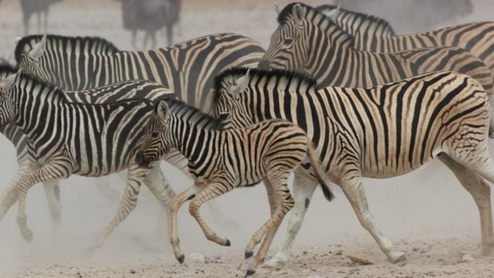 Why do zebras have stripes? - CBBC Newsround