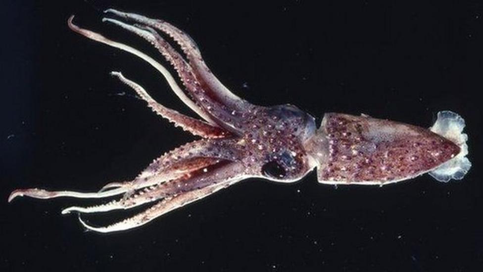 Squid-inspired fabric mends itself