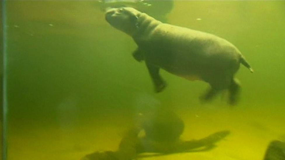 Pygmy hippo calf takes first swim