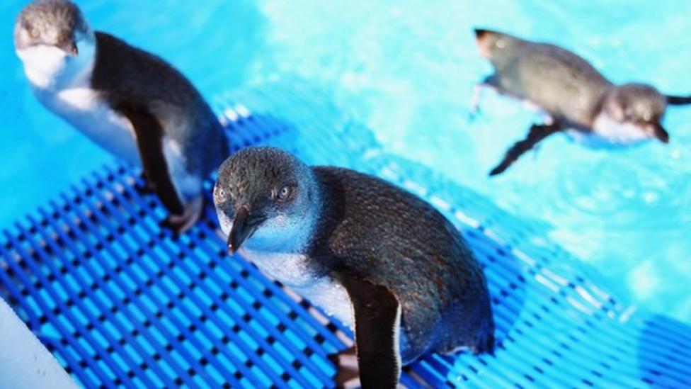 Oil spill penguins released