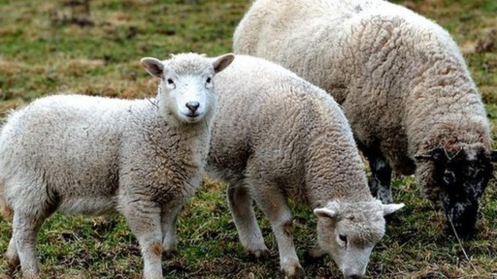 Lambs at risk from deadly virus